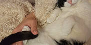 Violet is registered to the contest to win money with this photo: animal, black_and_white_cat, cat, comfort, cozy, fluffy_blanket, fur, green_shirt, hand, home, indoor, jeans, napping, person, pet, relaxed, resting, sleeping_cat, tail, tattoo