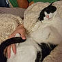 animal, black_and_white_cat, cat, comfort, cozy, fluffy_blanket, fur, green_shirt, hand, home, indoor, jeans, napping, person, pet, relaxed, resting, sleeping_cat, tail, tattoo