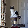 Violet joined the competition — help win amazing prizes! animal, black_and_white_cat, cat, cat_tree, curious, curtain, domestic_cat, door, dumbbells, exercise_equipment, floor, furniture, home, indoor, looking, pet, play, sitting, wall, window_light