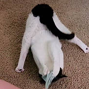Violet joined the competition — help win amazing prizes! animal, black_and_white, carpet, cat, claws, cute, domestic, feline, funny_pose, fur, indoor, mischievous, paws, pet, playful, relaxed, stretching, tail, upside_down, whiskers