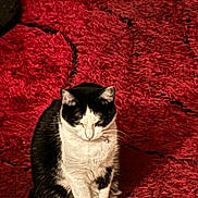 Khlor joined the competition — help win amazing prizes! cat, black_and_white, sitting, indoor, pet, fur, whiskers, animal, mammal, red_rug, texture, collar, quiet, calm, cute, domestic_cat, feline, resting, home, cozy