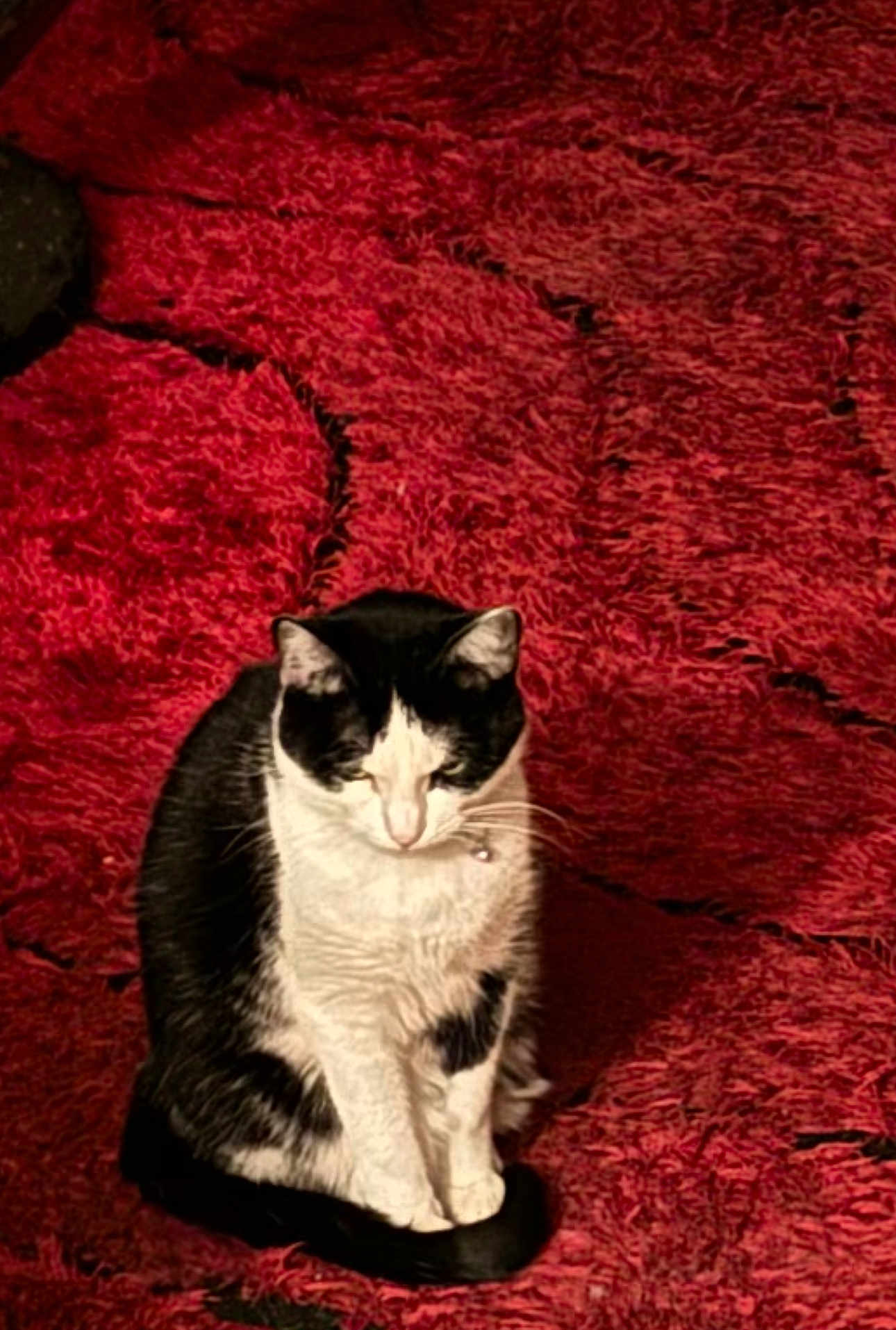 Khlor joined the competition — help win amazing prizes! cat, black_and_white, sitting, indoor, pet, fur, whiskers, animal, mammal, red_rug, texture, collar, quiet, calm, cute, domestic_cat, feline, resting, home, cozy
