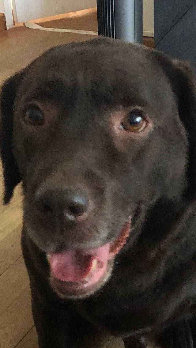 Gus participe au concours pour gagner de l'argent avec cette photo : beagador, borador, canidae, carnivore, dog, dog_breed, hunting_dog, labrador_retriever, mammal, nose, pointing_breed, retriever, snout, sporting_group, vertebrate, whiskers