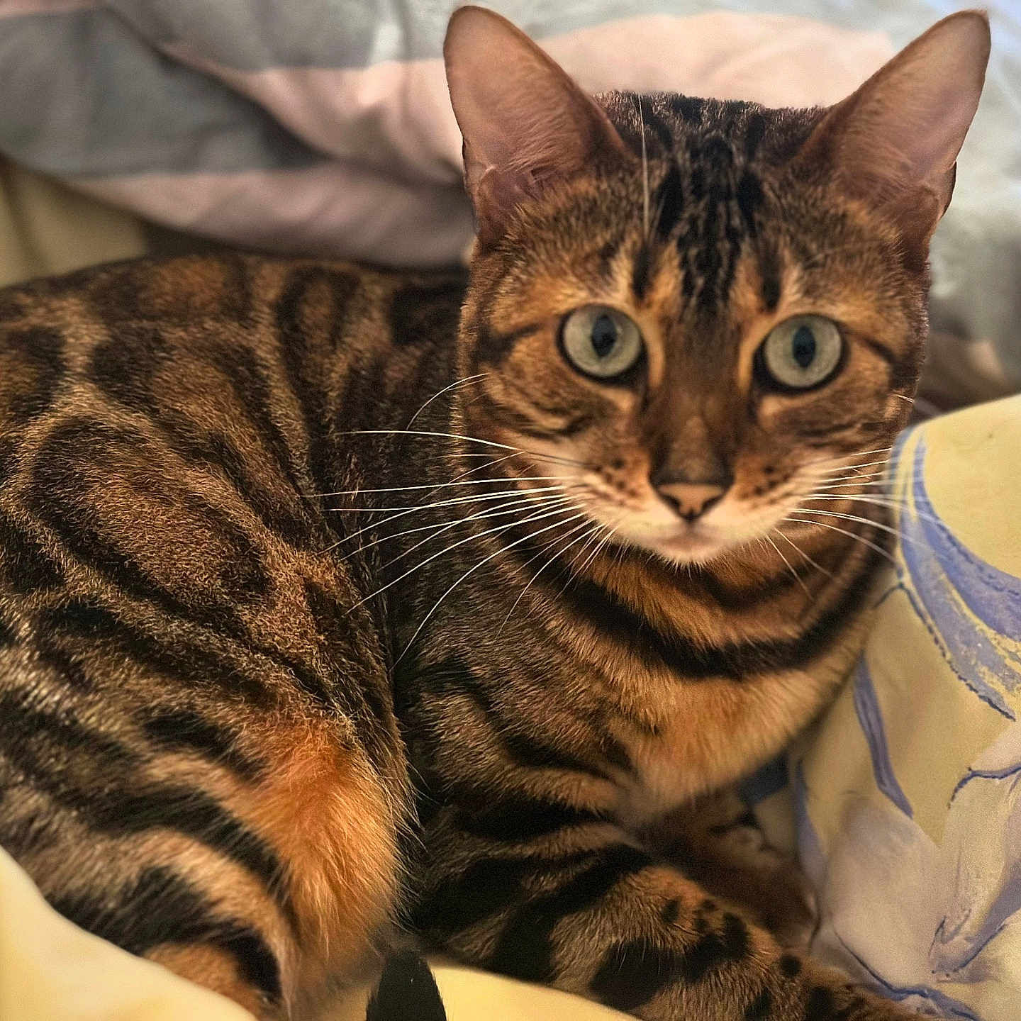 Shoice