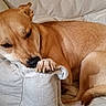 animal, brown_dog, canine, closeup, comfort, couch, dog, domestic_animal, ear, fur, furniture, home, indoor, laying_down, paw, pet, relaxed, resting, sleepy, snout