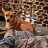 Vanda a rejoint le concours — aidez-le/la à gagner de superbes lots ! animal, brown_couch, calm, couch, dog, ears, floor, furniture, home_interior, indoor, looking_at_camera, lying_down, patterned_quilt, pet, quilt, relaxed, resting, rustic_wall, stone_wall, tan_dog