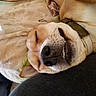 Vanda participe au concours pour gagner de l'argent avec cette photo : animal, blanket, close_up, collar, comfort, cozy, cute, dog, ear, face, fur, indoor, nose, pet, relaxed, resting, sleeping, smiling, teeth, whiskers
