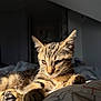 animal, bed, blanket, cat, closeup, cute, domestic_animal, feline, fur, indoor, mammal, paws, pet, portrait, relaxed, resting, sleepy, sunlight, tabby_cat, whiskers