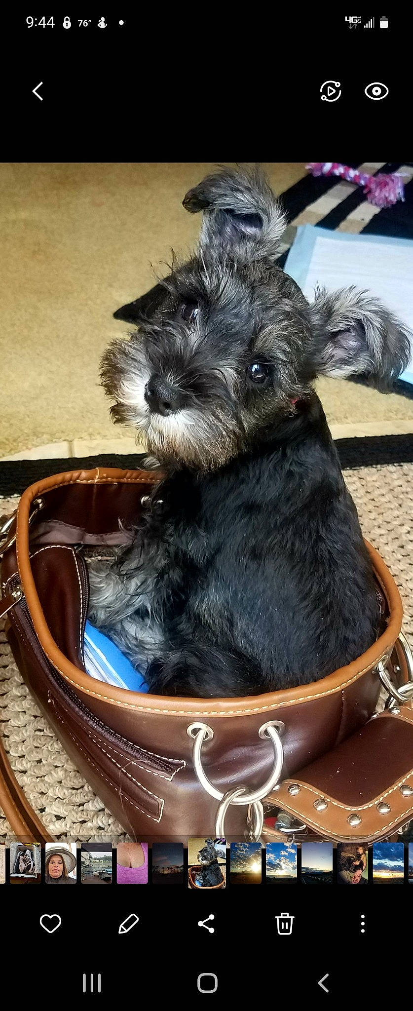 Tator joined the competition — help win amazing prizes! canidae, carnivore, collar, companion_dog, dog, dog_breed, dog_supply, fur, non_sporting_group, pet_supply, schnauzer, small_terrier, snout, sporting_group, standard_schnauzer, terrier, toy_dog, wood, working_animal