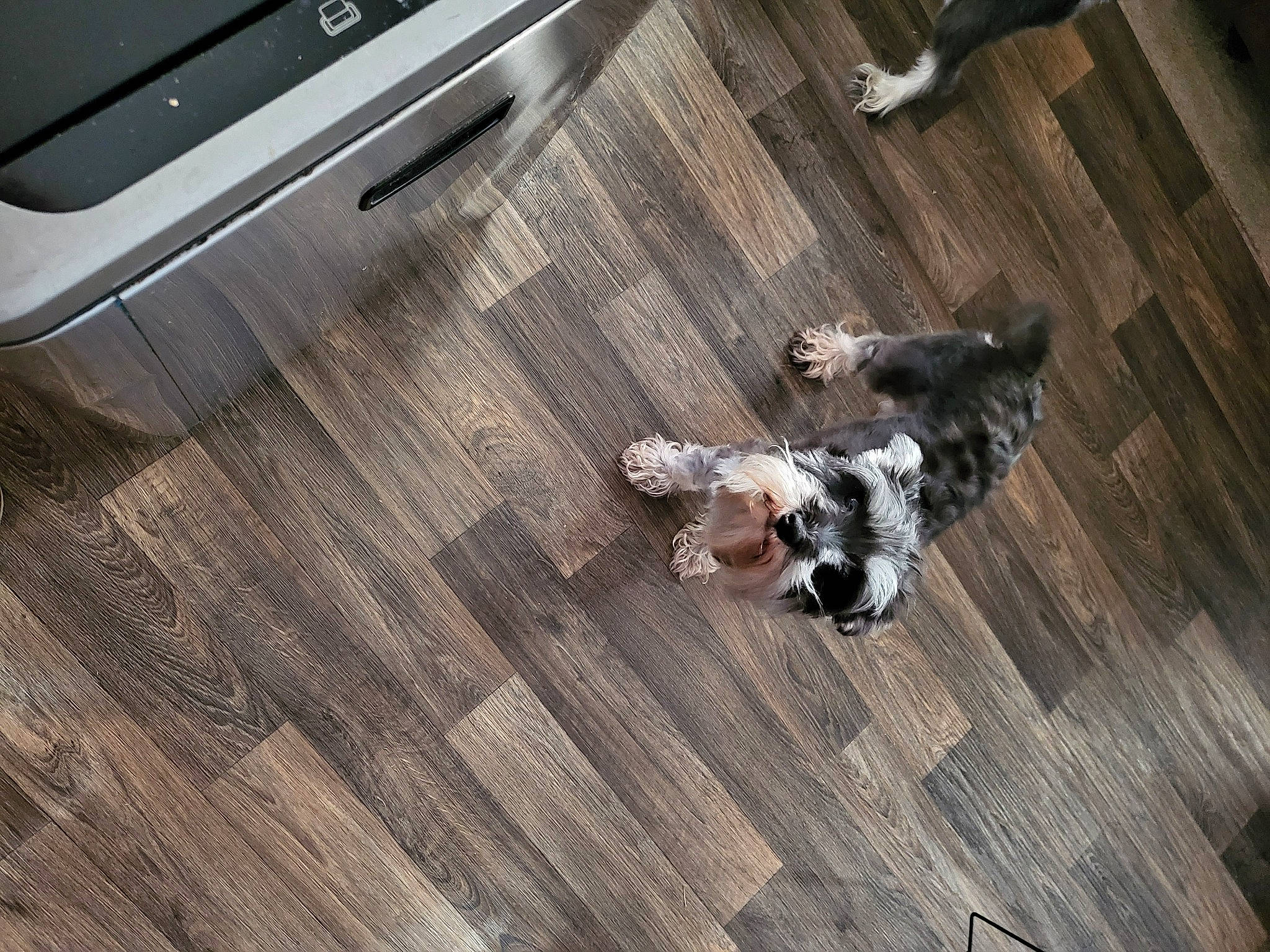 Charlie joined the competition — help win amazing prizes! brown, carnivore, comfort, companion_dog, dog, dog_breed, fawn, felidae, floor, flooring, grey, hardwood, laminate_flooring, laptop, output_device, plywood, tail, wood, wood_flooring, wood_stain