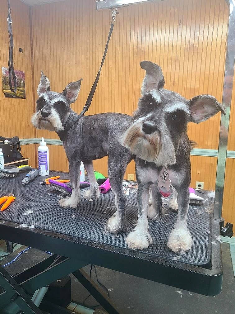 Charlie joined the competition — help win amazing prizes! art, canidae, carnivore, collar, companion_dog, dog, dog_breed, fawn, fur, leash, pet_supply, schnauzer, sculpture, snout, sporting_group, standard_schnauzer, table, tail, toy_dog, working_animal