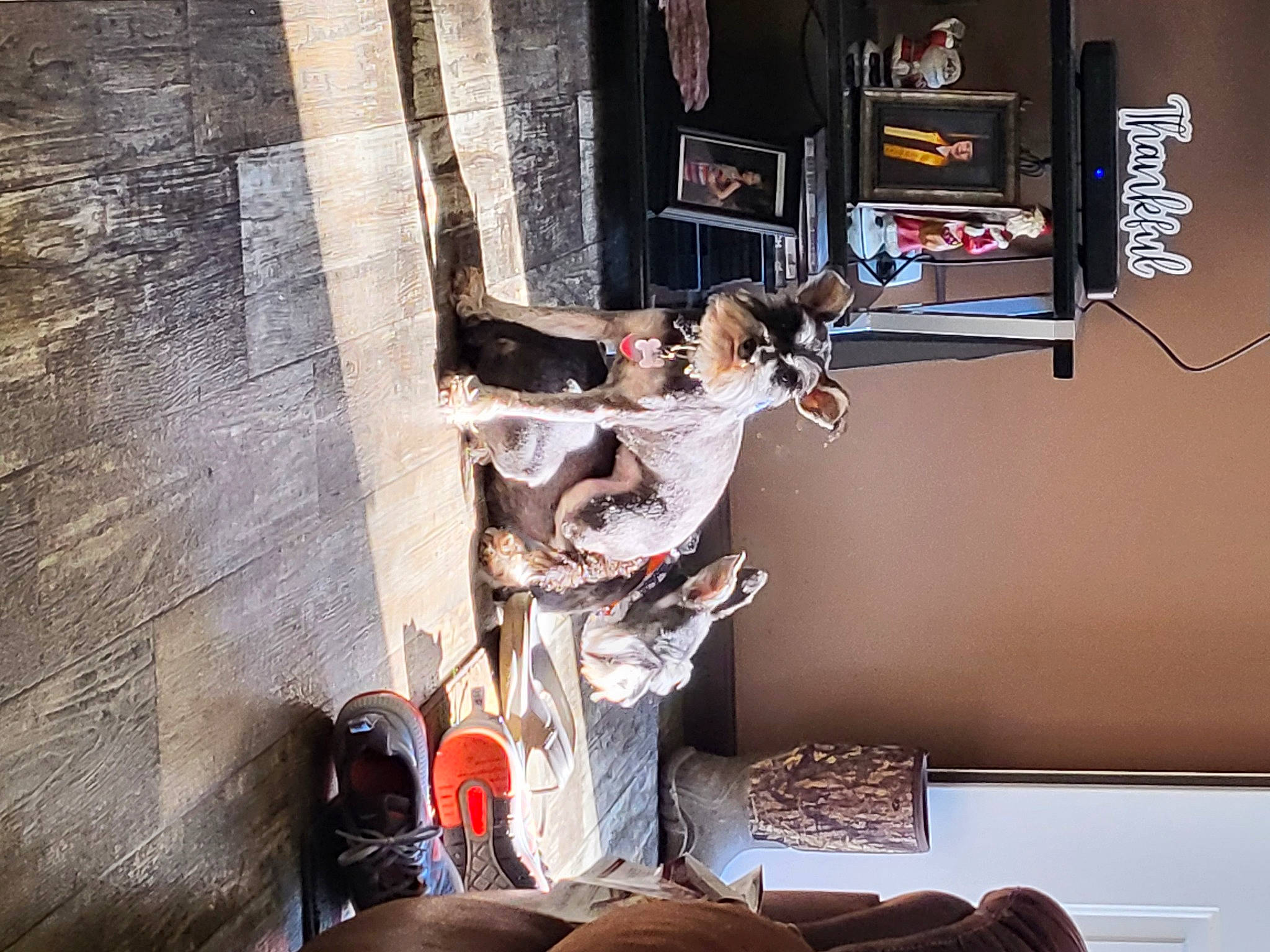 Charlie is registered to the contest to win money with this photo: art, electrical_supply, electrical_wiring, house, machine, metal, room, tree, visual_arts, wood