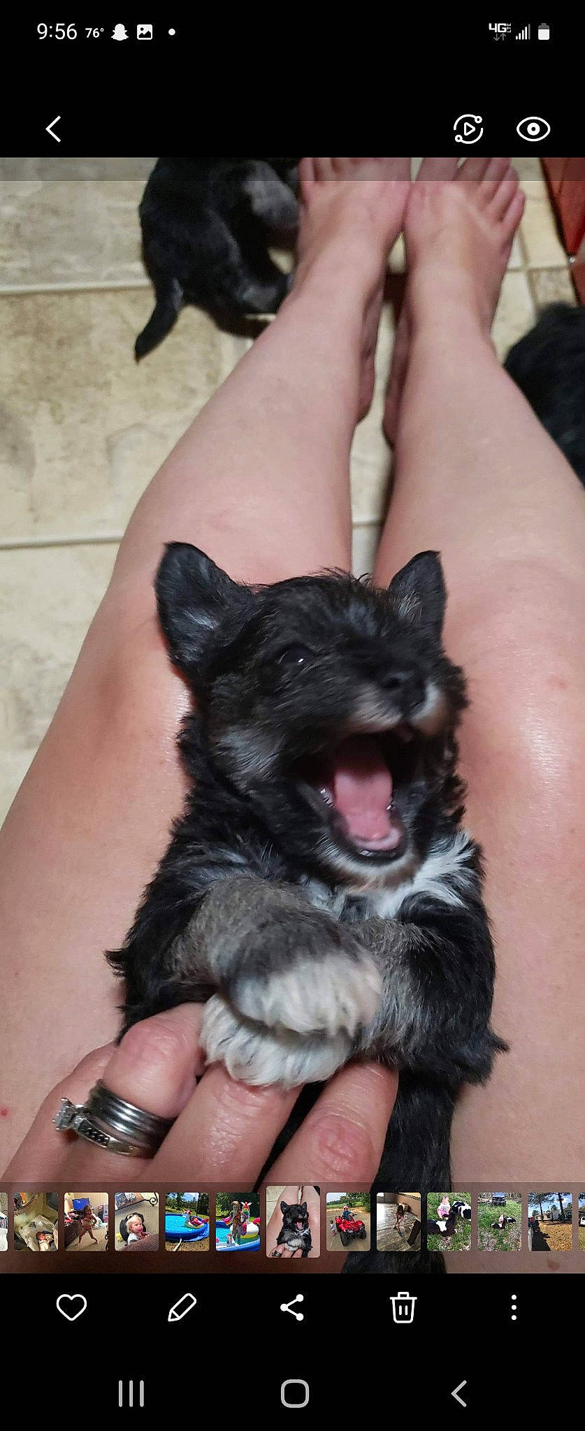 Charlie is registered to the contest to win money with this photo: canidae, carnivore, companion_dog, dog, dog_breed, ear, fawn, finger, foot, fur, gesture, hand, nail, paw, small_to_medium_sized_cats, snout, sporting_group, toy_dog, whiskers, working_animal