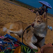 Arkan a rejoint le concours — aidez-le/la à gagner de superbes lots ! dog, beach, sand, towel, harness, sunny, umbrella, people, sea, relaxing, outdoor, summer, vacation, canine, animal, leisure, blue_sky, shore, resting, daytime