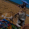 dog, beach, sand, towel, harness, sunny, umbrella, people, sea, relaxing, outdoor, summer, vacation, canine, animal, leisure, blue_sky, shore, resting, daytime