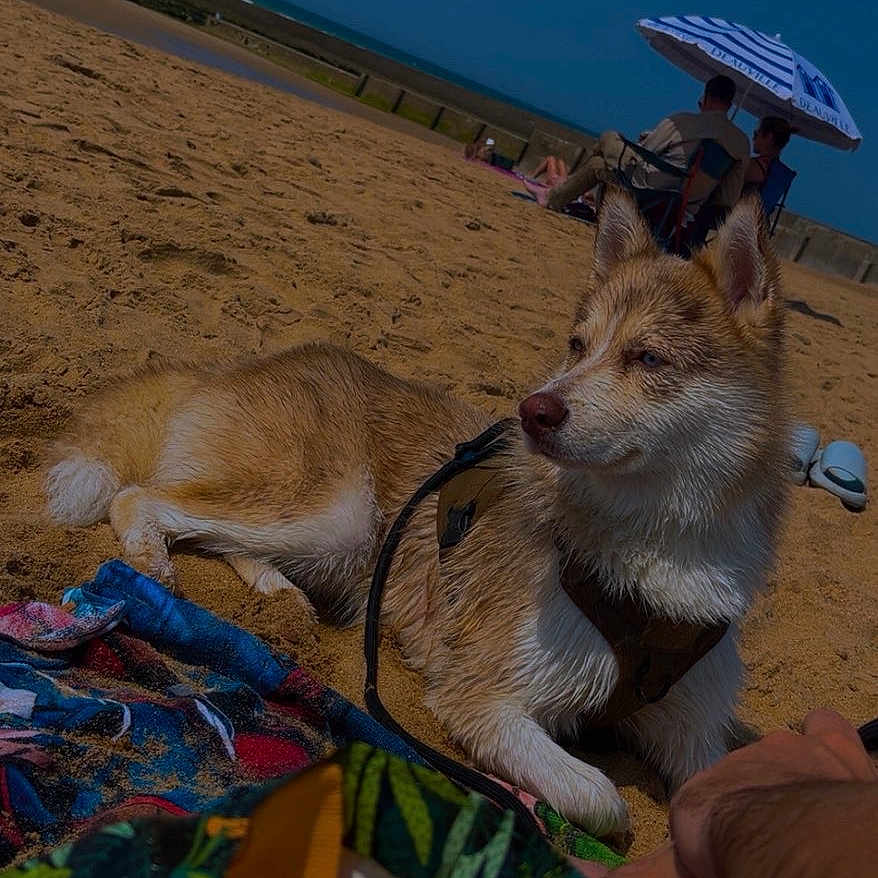 Arkan a rejoint le concours — aidez-le/la à gagner de superbes lots ! dog, beach, sand, towel, harness, sunny, umbrella, people, sea, relaxing, outdoor, summer, vacation, canine, animal, leisure, blue_sky, shore, resting, daytime
