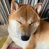 dog, shiba_inu, resting, closed_eyes, fur, pet, indoor, rug, colorful, cozy, relaxed, canine, animal, ears, whiskers, nose, background, vinyl_records, collection, home
