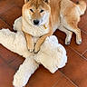 shiba_inu, dog, plush_toy, teddy_bear, indoor, floor, tile_floor, brown_dog, resting, pet, animal, cute, fur, canine, paw, toy, cozy, relaxed, companion, house
