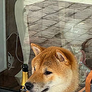 Ukiyo a rejoint le concours — aidez-le/la à gagner de superbes lots ! dog, shiba_inu, collar, table, wine_glass, bottle, window, reflection, outdoor, pavement, greenery, pet, domestic_animal, fur, seated, looking_away, indoor, glassware, still_life, leash