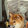 dog, shiba_inu, collar, table, wine_glass, bottle, window, reflection, outdoor, pavement, greenery, pet, domestic_animal, fur, seated, looking_away, indoor, glassware, still_life, leash