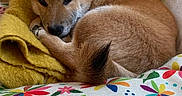 Ukiyo participe au concours pour gagner de l'argent avec cette photo : dog, puppy, curled_up, blanket, yellow, colorful, cushion, floral_pattern, striped_pattern, indoor, resting, cozy, fur, ears, tail, collar, fabric, chair, soft, pet