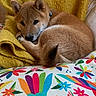 dog, puppy, curled_up, blanket, yellow, colorful, cushion, floral_pattern, striped_pattern, indoor, resting, cozy, fur, ears, tail, collar, fabric, chair, soft, pet