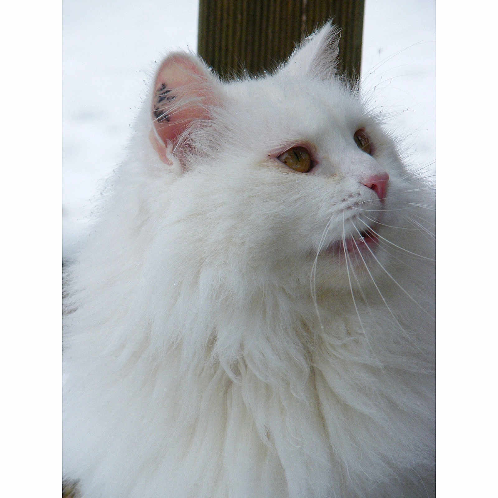 Charly participe au concours pour gagner de l'argent avec cette photo : angora, animal, canine, cat, dog, eskimodog, kitten, manx, pet, siamese, white