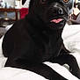 black_dog, dog, pet, animal, tongue_out, bed, white_bedspread, indoor, furniture, painting, brown_eyes, cute, playful, lying_down, closeup, portrait, domestic, canine, relaxed, cozy