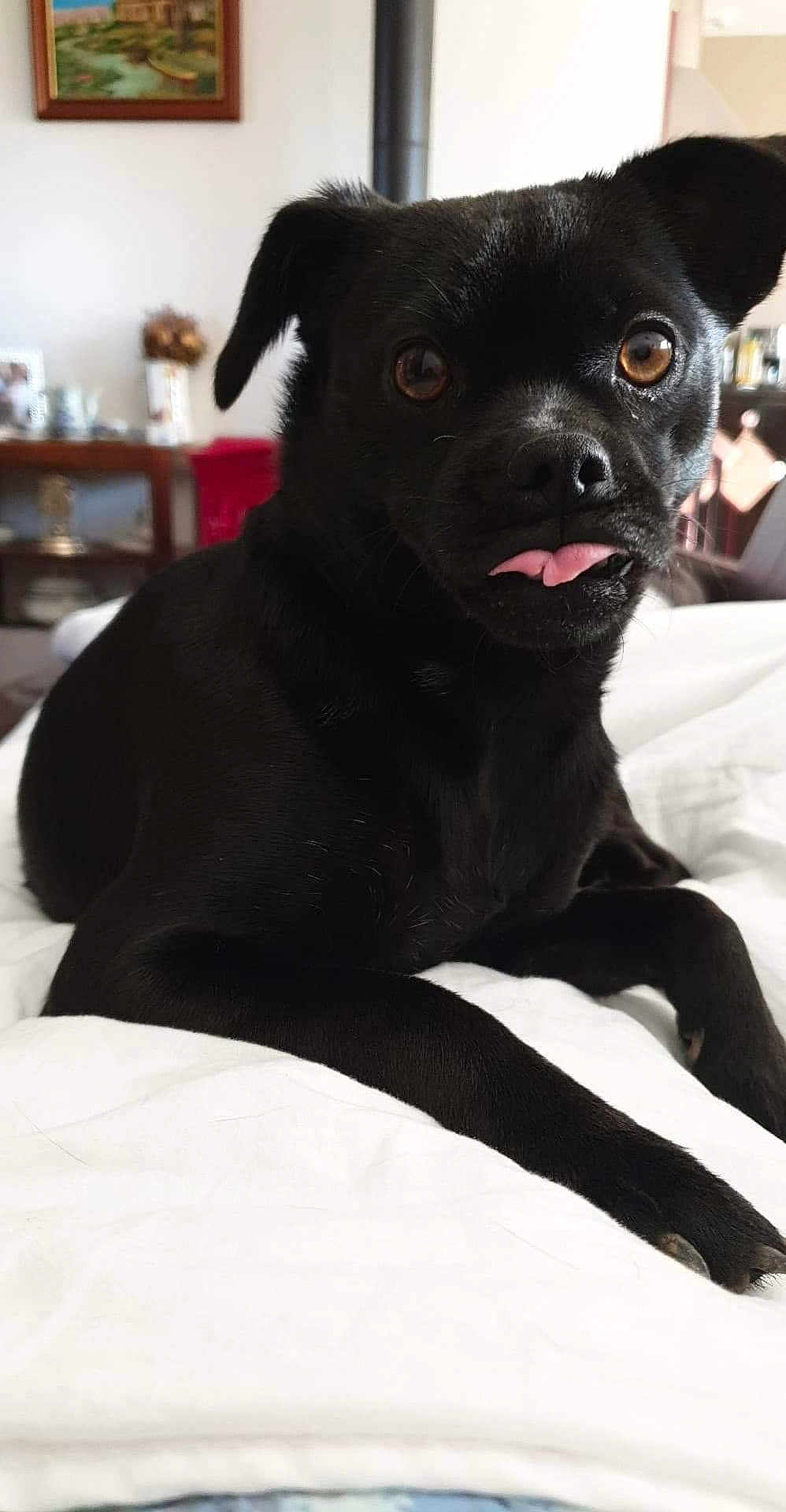 Papouille participe au concours pour gagner de l'argent avec cette photo : black_dog, dog, pet, animal, tongue_out, bed, white_bedspread, indoor, furniture, painting, brown_eyes, cute, playful, lying_down, closeup, portrait, domestic, canine, relaxed, cozy