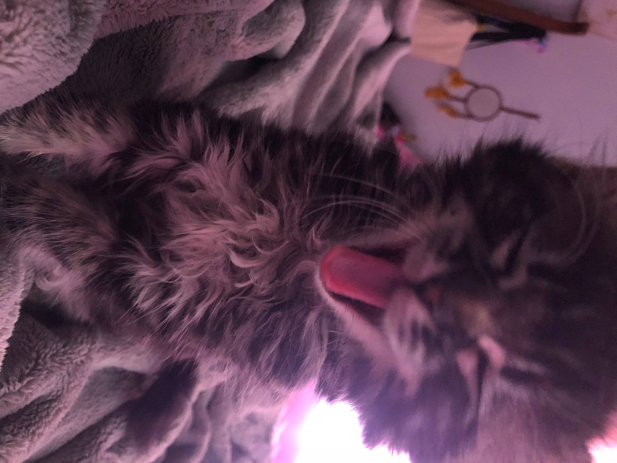 Franky is registered to the contest to win money with this photo: carnivore, cat, close_up, darkness, domestic_short_haired_cat, electric_blue, felidae, fur, magenta, pattern, paw, petal, pink, purple, small_to_medium_sized_cats, snout, tail, textile, violet, whiskers