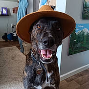 Tribble is registered to the contest to win money with this photo: brown, canine, collar, decor, dog, ears, floor, fur, happy, hat, home, indoor, painting, pet, portrait, rug, smiling, teeth, tongue, wood_floor