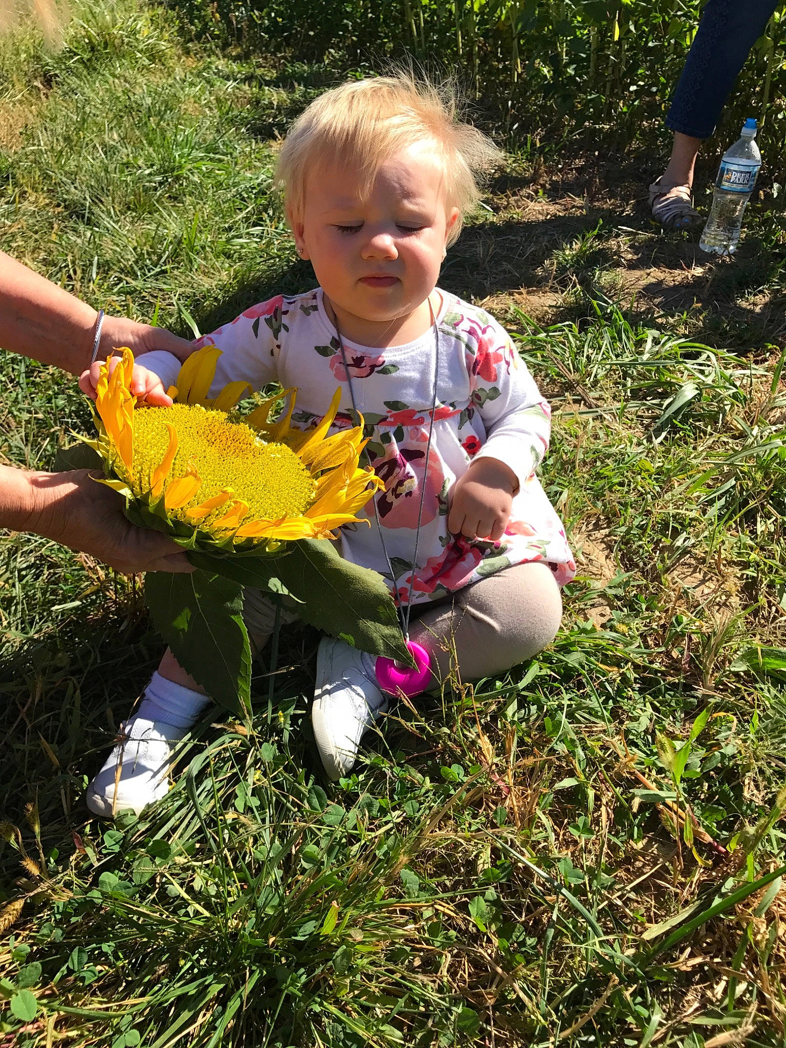 Marilyn Anthony joined the competition — help win amazing prizes! adaptation, botany, child, flower, grass, grass_family, leaf, person, plant, play, spring, toddler, tree, violet_family, wildflower