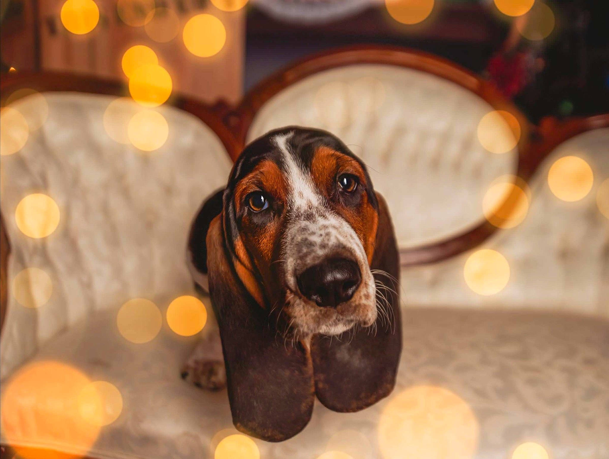 Clarence joined the competition — help win amazing prizes! basset_artesien_normand, basset_hound, canidae, carnivore, companion_dog, dog, dog_breed, event, fur, hound, hunting_dog, liver, scent_hound, snout, sporting_group, terrestrial_animal, whiskers, working_animal, working_dog