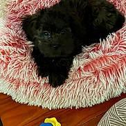 Tootie Lu is registered to the contest to win money with this photo: puppy, dog, black_dog, pet_bed, pink_bed, shaggy_bed, toy, blue_toy, yellow_toy, wooden_floor, floor, pet, animal, cute, cozy, indoor, looking_up, small_dog, furry, resting