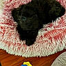 puppy, dog, black_dog, pet_bed, pink_bed, shaggy_bed, toy, blue_toy, yellow_toy, wooden_floor, floor, pet, animal, cute, cozy, indoor, looking_up, small_dog, furry, resting