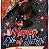 Tootie Lu is registered to the contest to win money with this photo: dog, pet, costume, patriotic, 4th_of_july, holiday, celebration, fireworks, quilt, bow, stars, stripes, red, white, blue, text_overlay, greeting_card, cute, small_dog, decorative