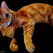 Baby joined the competition — help win amazing prizes! ai_generated, animal, black_background, cat, close_up, cute, ears, feline, fur, ginger_cat, kitten, lying_down, orange_tabby, paws, pet, portrait, relaxed, striped_fur, tail, whiskers