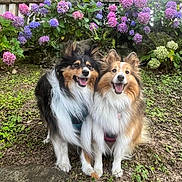 Nougatine Et Ramsès participe au concours pour gagner de l'argent avec cette photo : animal, canine, companions, cute, dog, flower, fur, garden, grass, greenery, happy, hydrangea, nature, outdoor, pet, plant, shetland_sheepdog, smiling, spring, two_animals