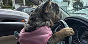 Nova is registered to the contest to win money with this photo: dog, pink_hoodie, car_interior, steering_wheel, paws, hand, window, cloudy_sky, parked_cars, dashboard, side_mirror, seat, grip, french_bulldog, pet, animal, cute, funny, casual, daytime
