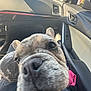 Nova is registered to the contest to win money with this photo: dog, close_up, car_interior, dashboard, window, seat, curious, snout, pet, animal, daylight, road, trees, reflection, leather, door, handle, seatbelt, car_window, sunlight