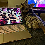 Nova is registered to the contest to win money with this photo: dog, merle, bedspread, laptop, floral_pattern, leopard_print, screen, television, indoor, pet, animal, quilted, technology, curious, looking_back, keyboard, home, relaxing, evening, living_room