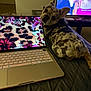 dog, merle, bedspread, laptop, floral_pattern, leopard_print, screen, television, indoor, pet, animal, quilted, technology, curious, looking_back, keyboard, home, relaxing, evening, living_room