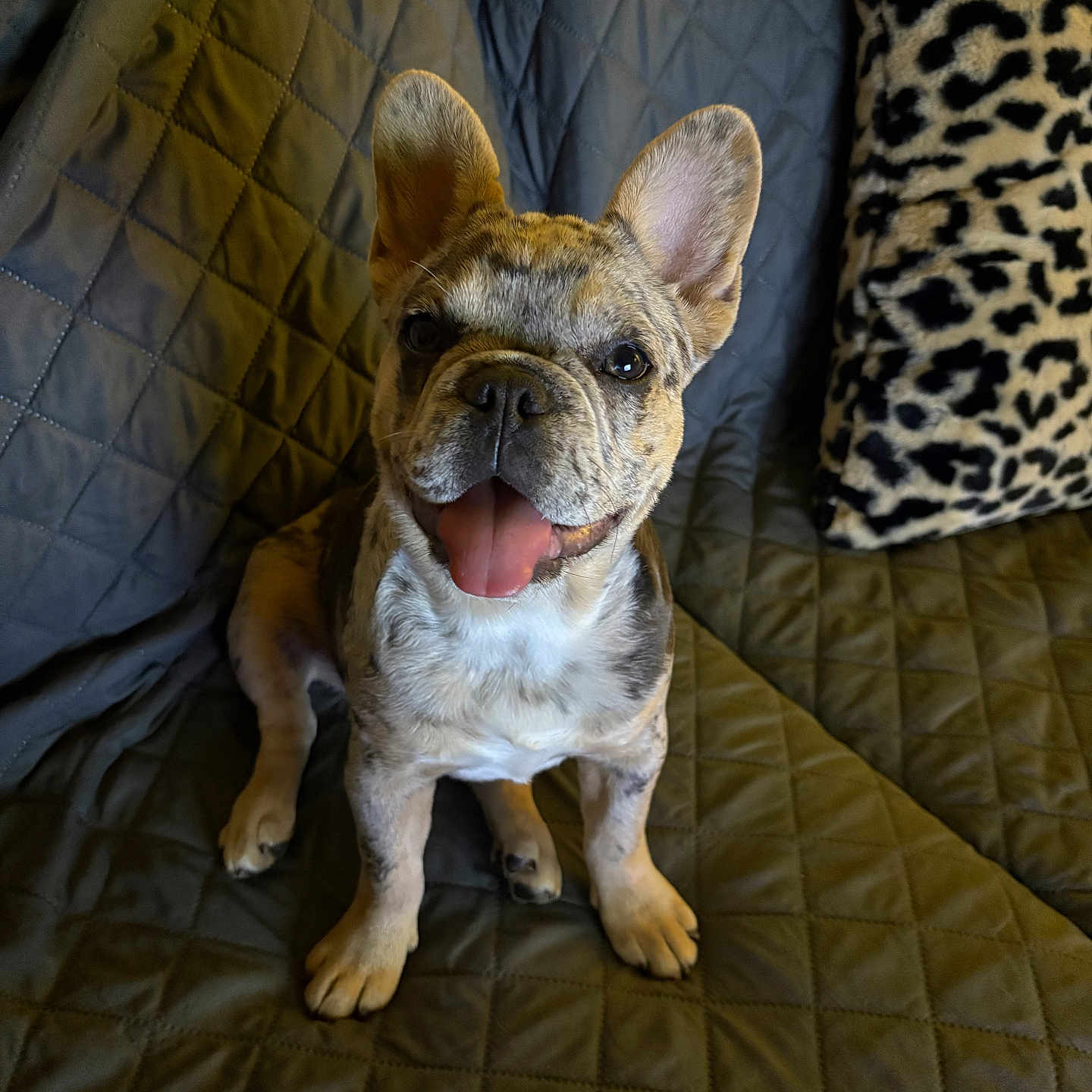 Nova is registered to the contest to win money with this photo: animal_portrait, canine, companion, cute, dog, domestic_animal, ears_up, french_bulldog, friendly, fur, happy, indoor, leopard_print_pillow, pet, puppy, quilted_couch, sitting, smiling, tongue_out, young_dog
