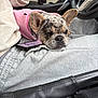 Nova joined the competition — help win amazing prizes! french_bulldog, dog, pet, car_interior, pink_sweater, resting, smartphone, lap, gray_clothes, steering_wheel, seat, close_up, cute, animal, domestic_animal, ears, fur, snout, relaxed, indoor