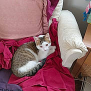 Benny joined the competition — help win amazing prizes! cat, animal, pet, feline, indoor, chair, cushion, fabric, textile, red, purple, cream, relaxed, resting, curious, fur, whiskers, tail, home, cozy