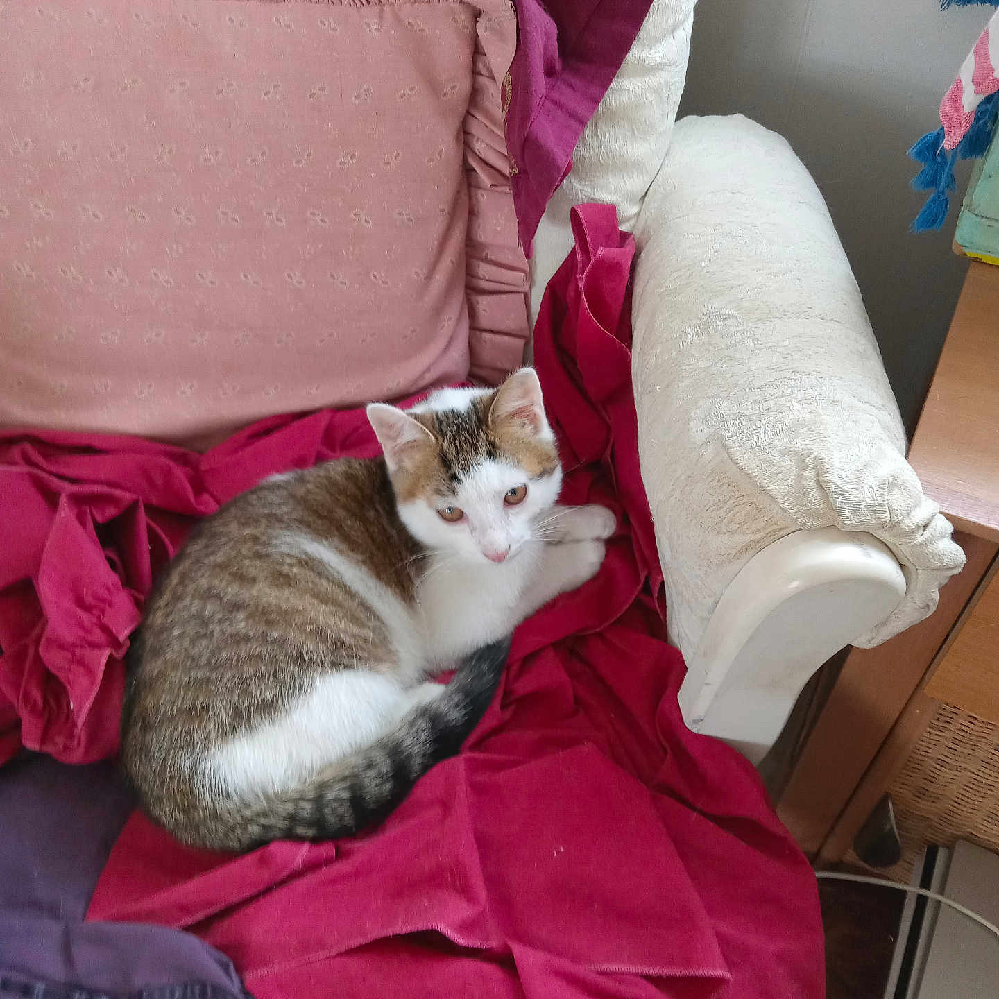Benny joined the competition — help win amazing prizes! cat, animal, pet, feline, indoor, chair, cushion, fabric, textile, red, purple, cream, relaxed, resting, curious, fur, whiskers, tail, home, cozy