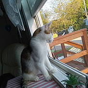 Benny joined the competition — help win amazing prizes! brown, cat, curious, feline, greenery, houseplant, indoor, looking_out, pet, pink, plant, potted_plant, screen, striped, striped_surface, succulent, sunlight, white, window, wooden_railing
