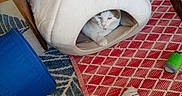 Benny is registered to the contest to win money with this photo: animal, blue_tunnel, cat, cat_toy, cozy, domestic, feline, floor, furniture, home, indoor, patterned_rug, pet_cave, red_rug, relaxing, resting, tabby_cat, toy, white_cat, wooden_chair