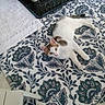 Benny is registered to the contest to win money with this photo: animal, brown, cage, cat, closeup, curious, domestic, ears, floor, fur, home, indoor, patterned_rug, paw, pet, relaxing, resting, toy, whiskers, white