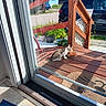 Benny joined the competition — help win amazing prizes! animal, car, cat, daytime, door_frame, food_bowl, glass_door, kitten, outdoor, pet, plant_pot, porch, potted_plants, residential_area, shadow, sunlight, welcome_mat, window, wooden_floor, wooden_railing